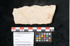 Foto (Objekt + Etikett) von Banksia brongniarti (NHMW-GEO-2024-0188-11472)